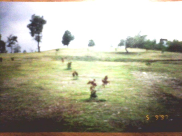 Chiang Rai 34 Rai:  Land for sale in Chaing Rai Province ฿15,300,000