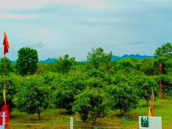 Arisa land- Keang kra chan:  Land for sale in Petchaburi Province  ฿690,000
