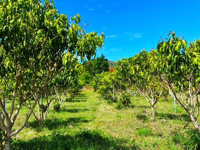 Arisa land- Keang kra chan